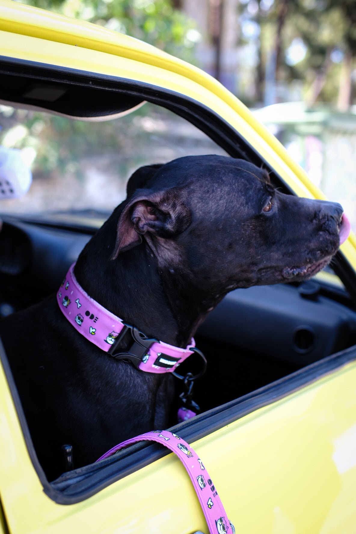 Wild Barks Dog Collar - ODE
