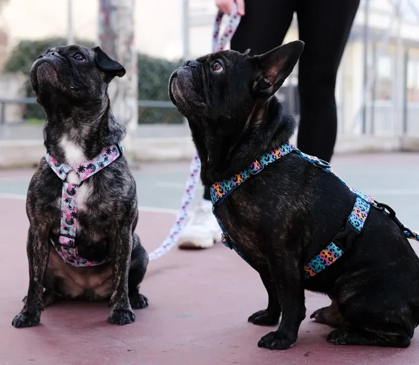 Wild Barks Dog Harness - FUSION LEOPARD