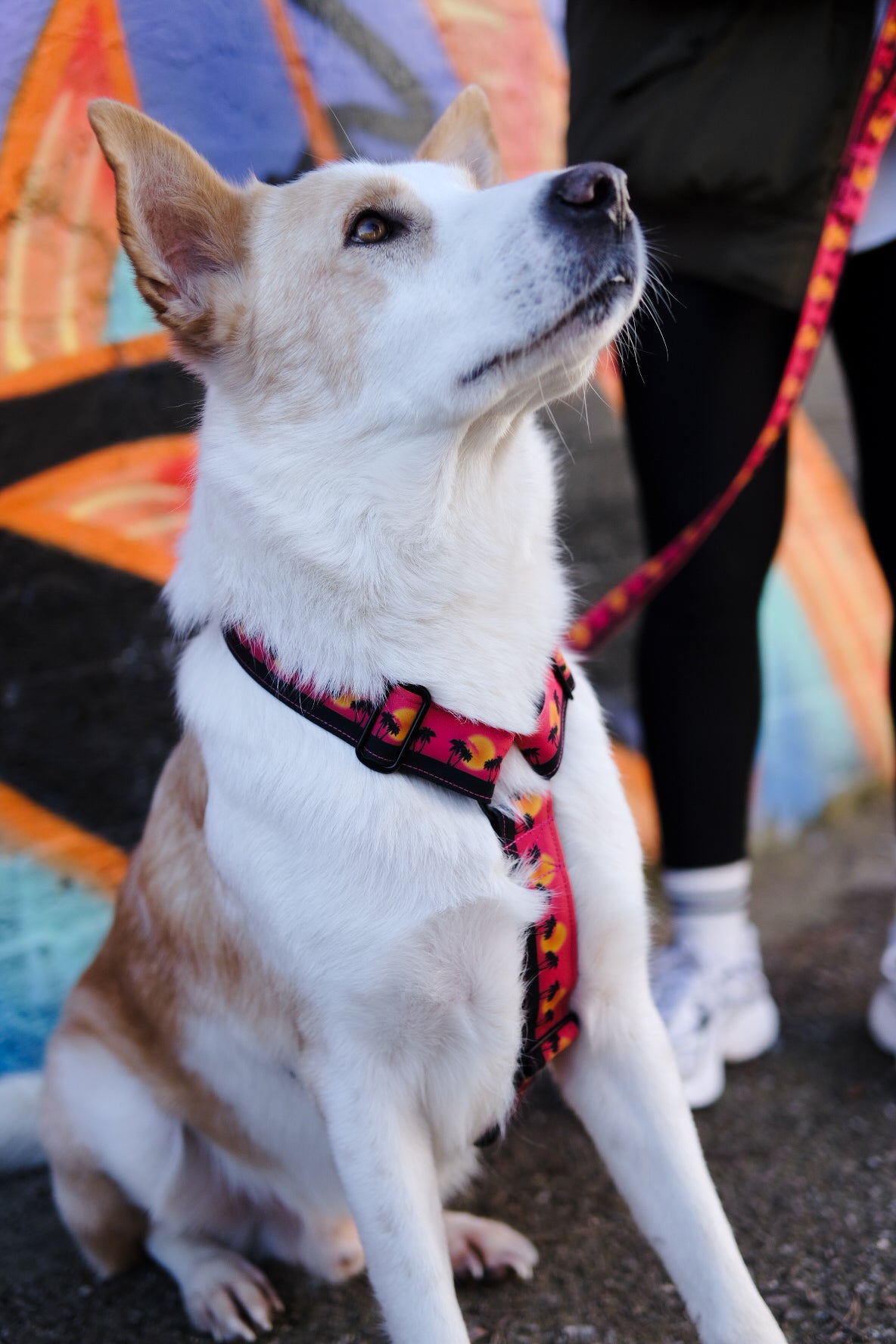 Wild Barks Dog Harness - SUNSET IN CALIFORNIA