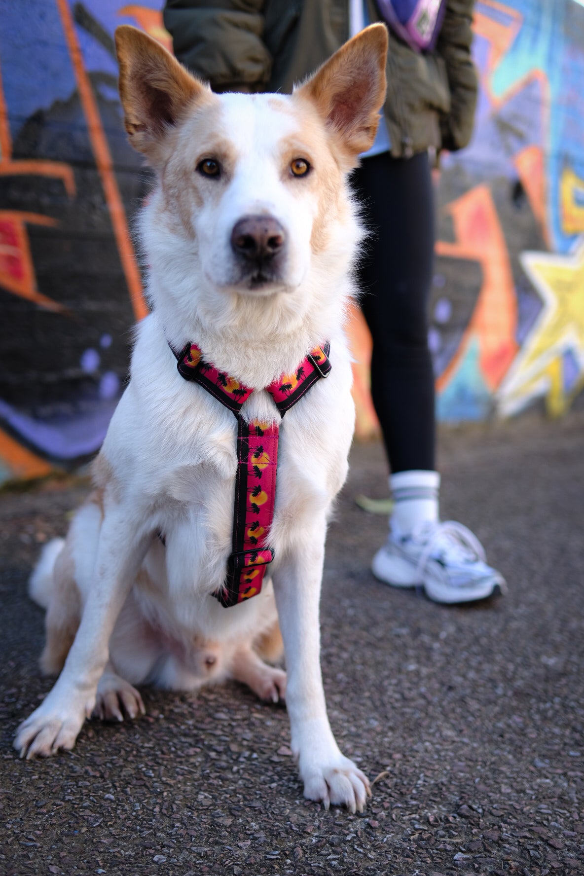 Wild Barks Dog Harness - SUNSET IN CALIFORNIA