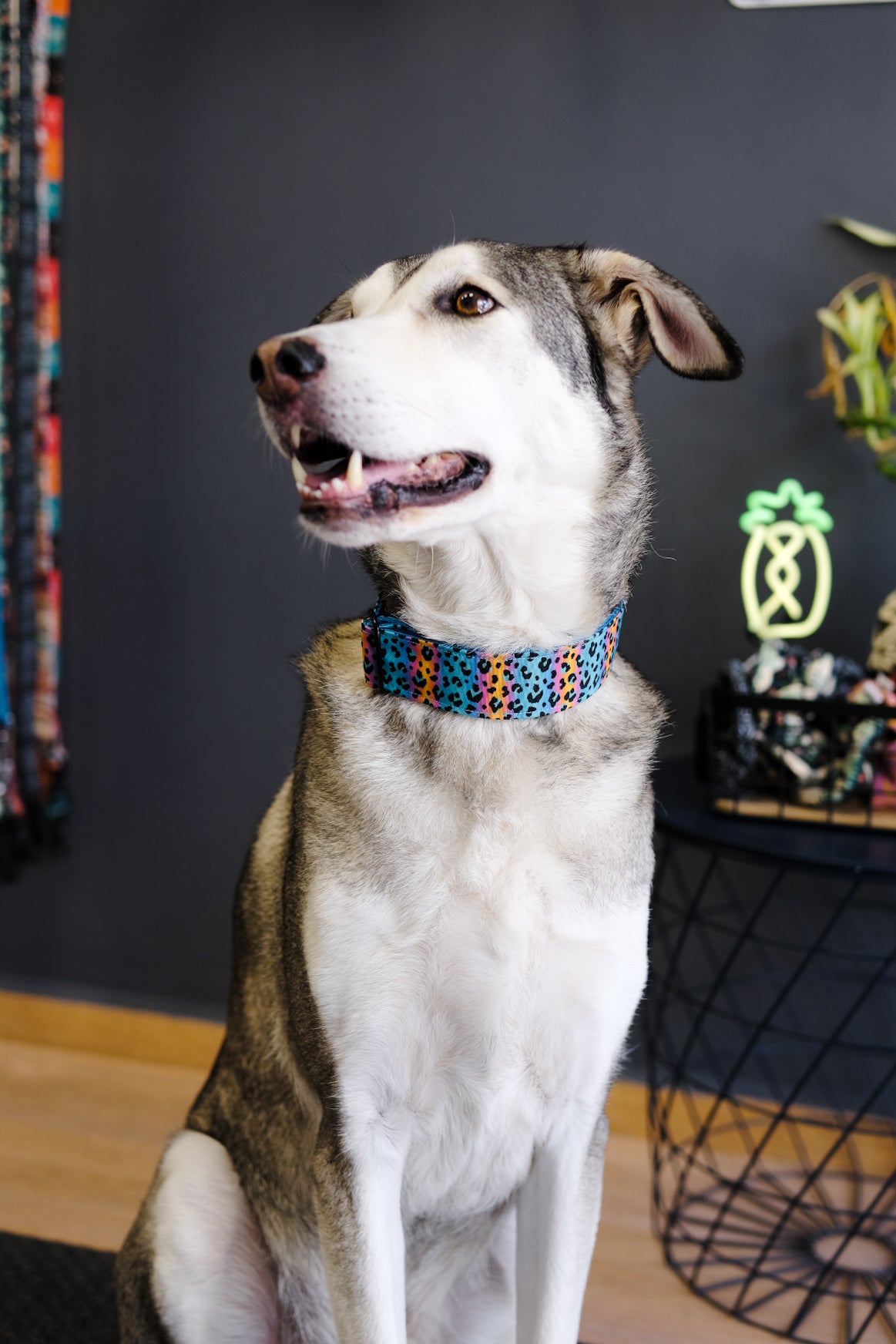 Wild Barks Dog Collar - FUSION LEOPARD