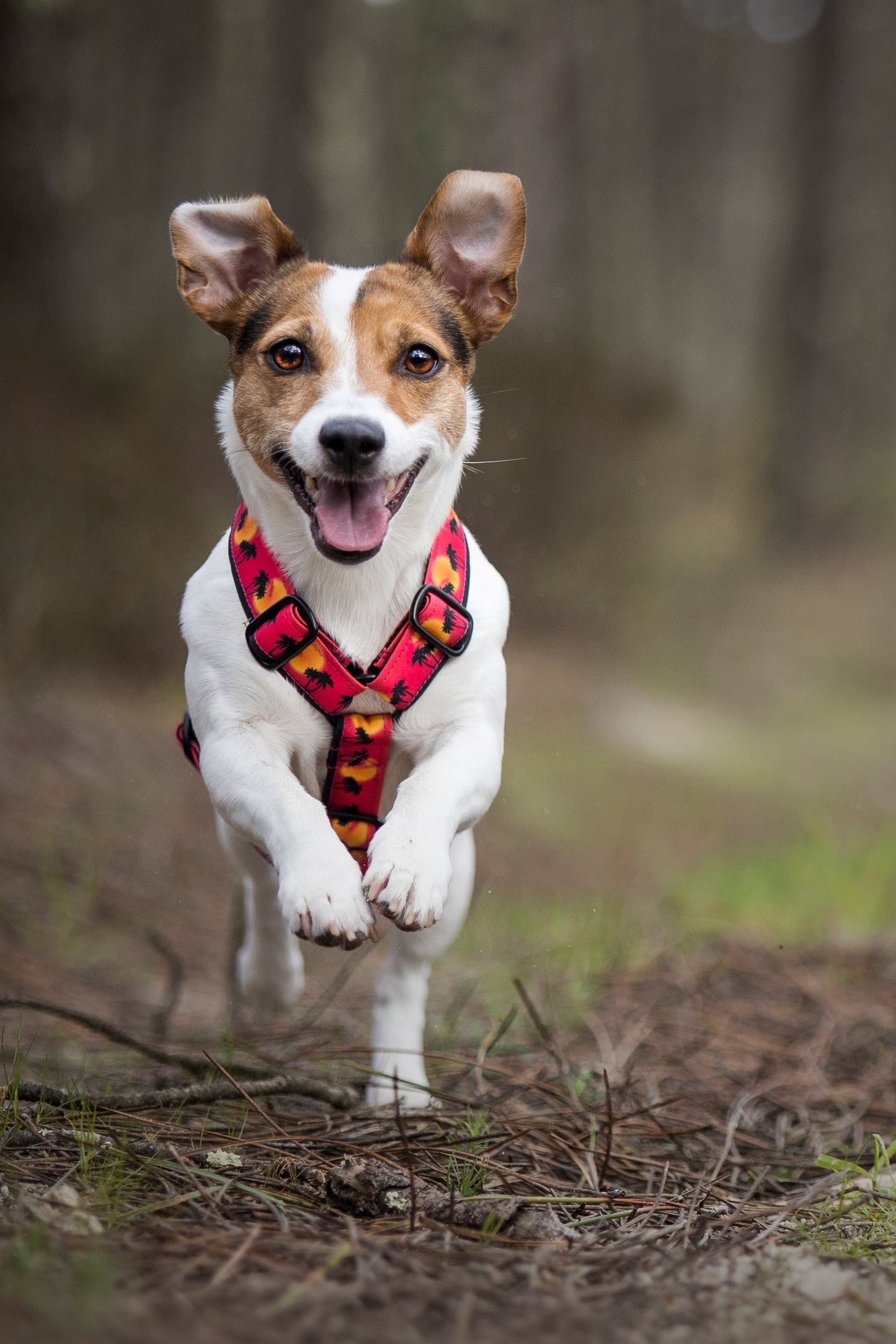 Wild Barks Dog Harness - SUNSET IN CALIFORNIA