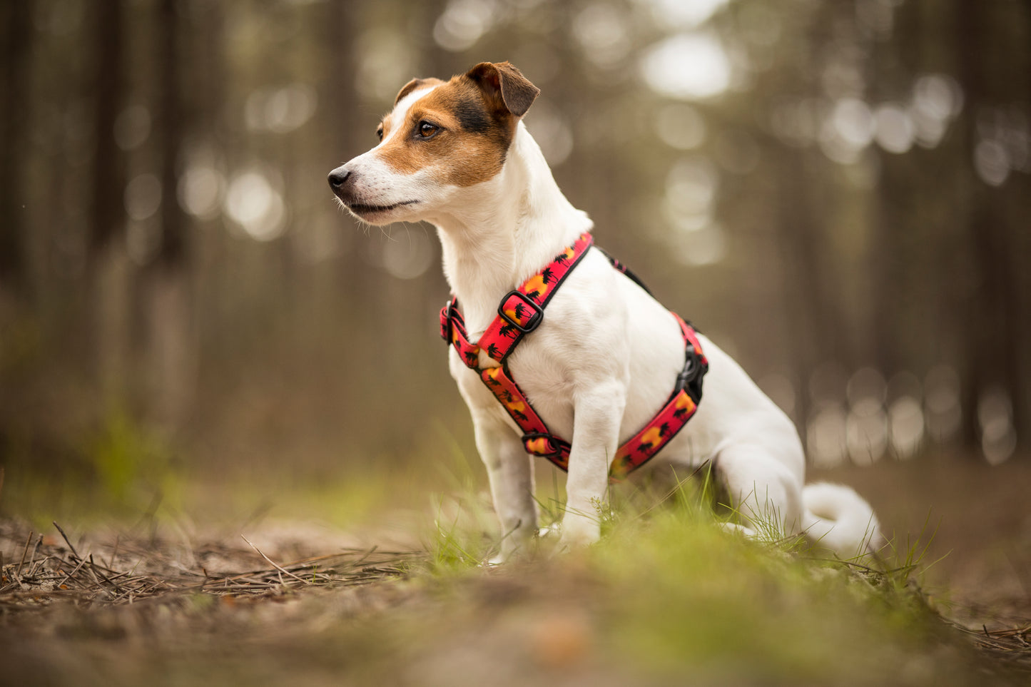 Wild Barks Dog Harness - SUNSET IN CALIFORNIA