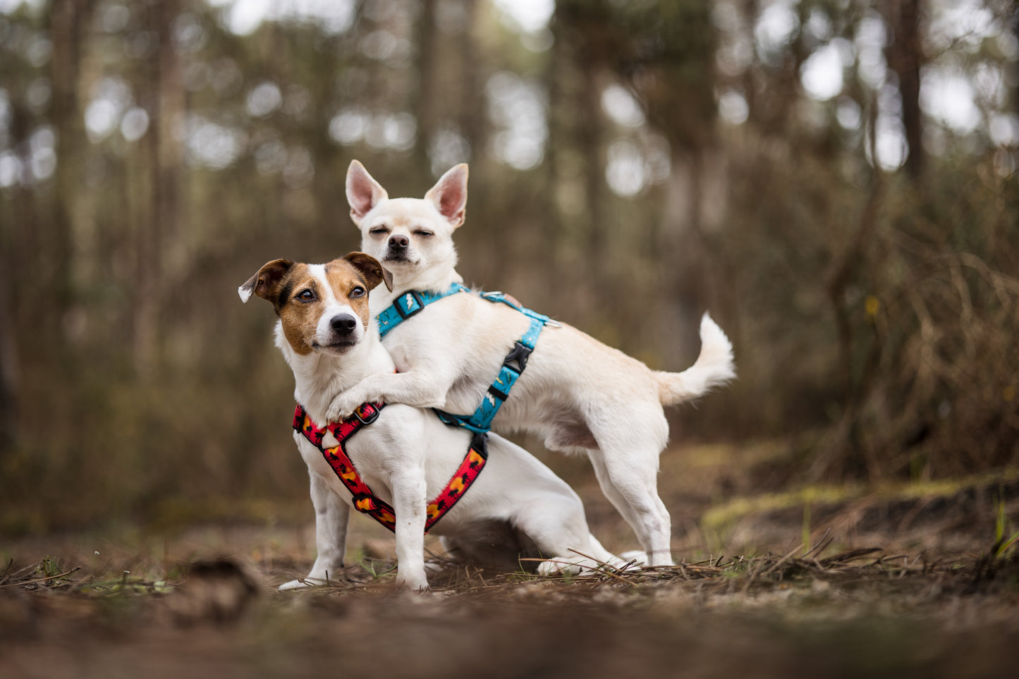 Wild Barks Dog Harness - THUNDER