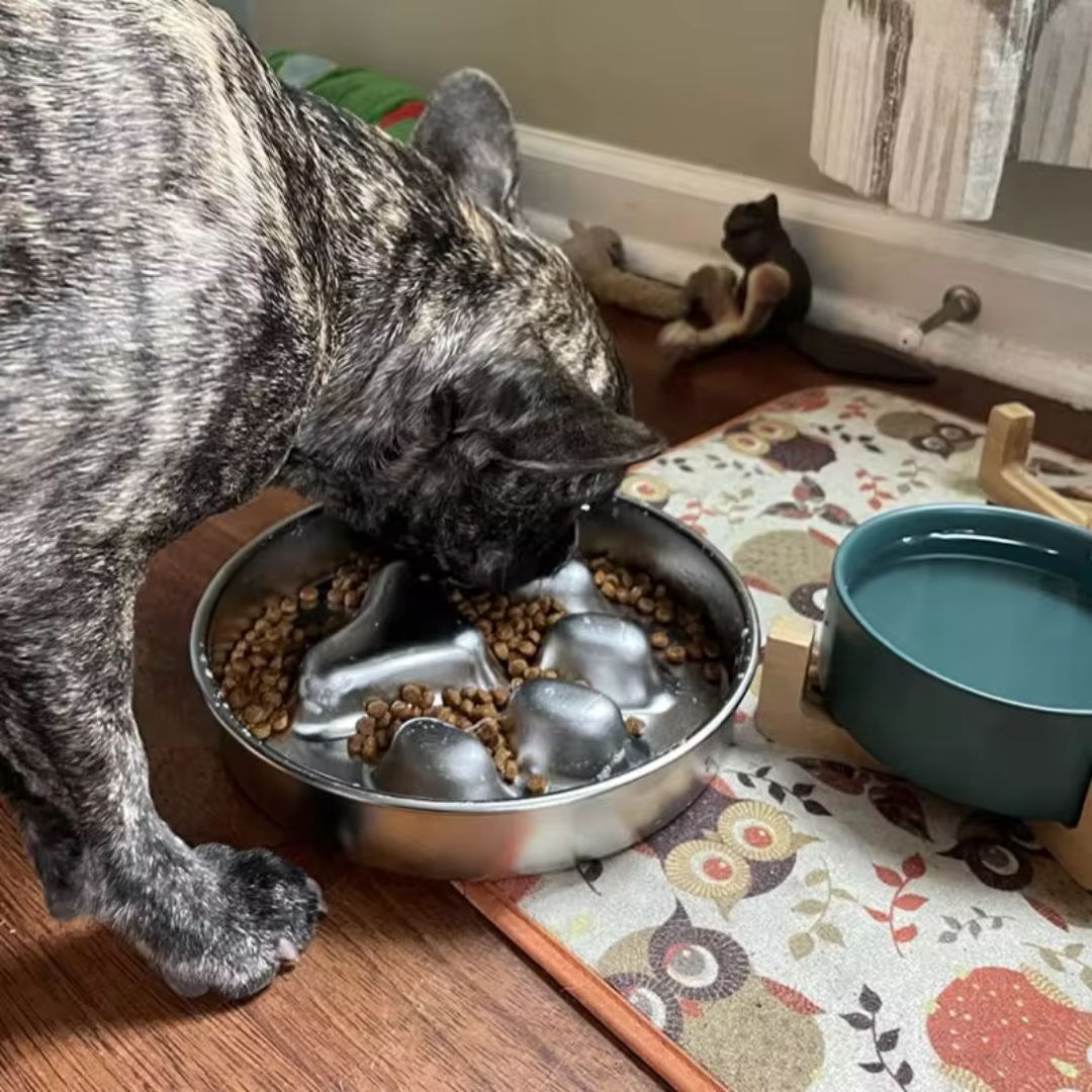 Stainless Steel Slow Feeder Dog Bowl