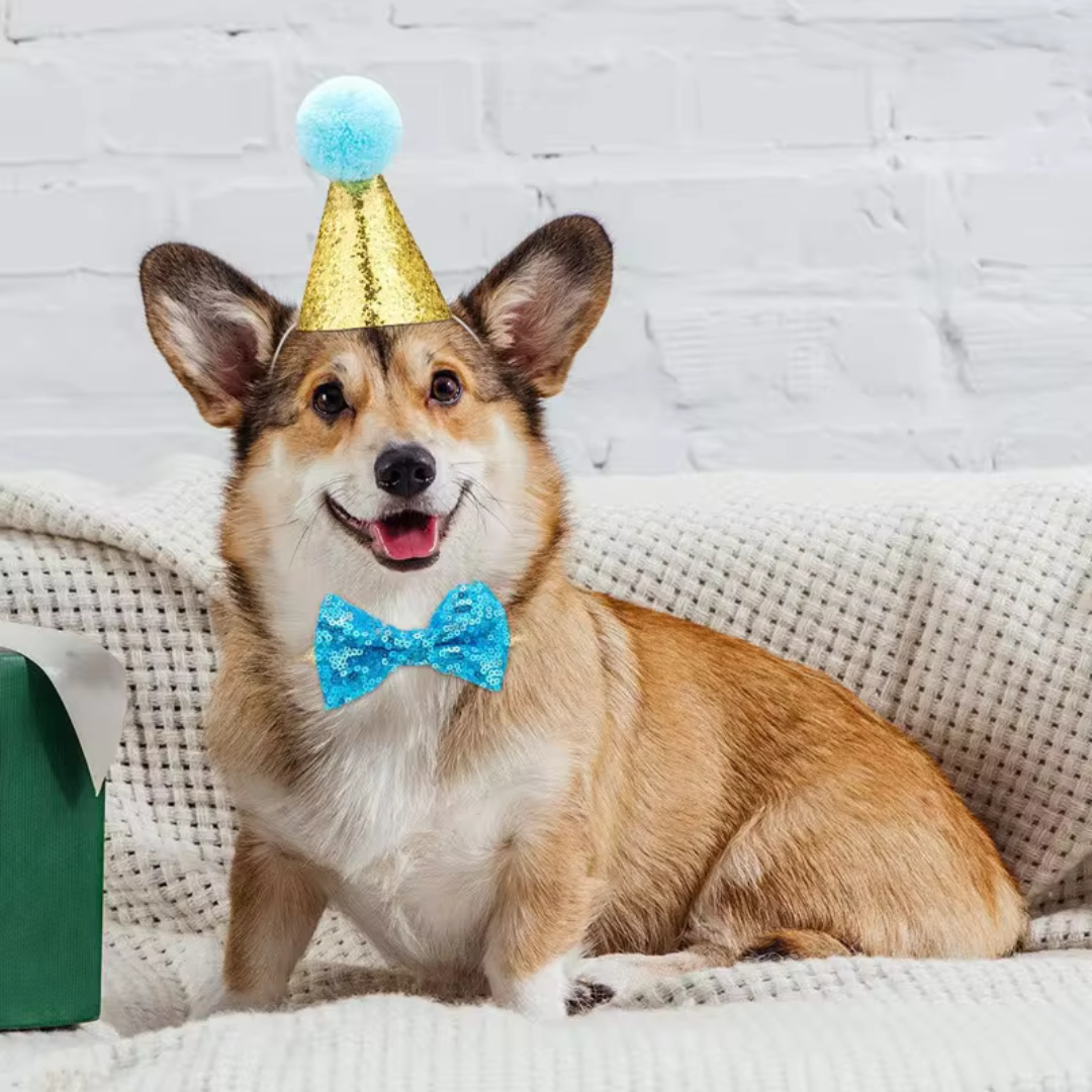 Glitter Birthday Dog Hat and Bow Tie - Blue